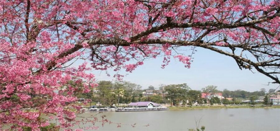 From Nha Trang: Top Site Luxury Da Lat City Trip - Tour Overview