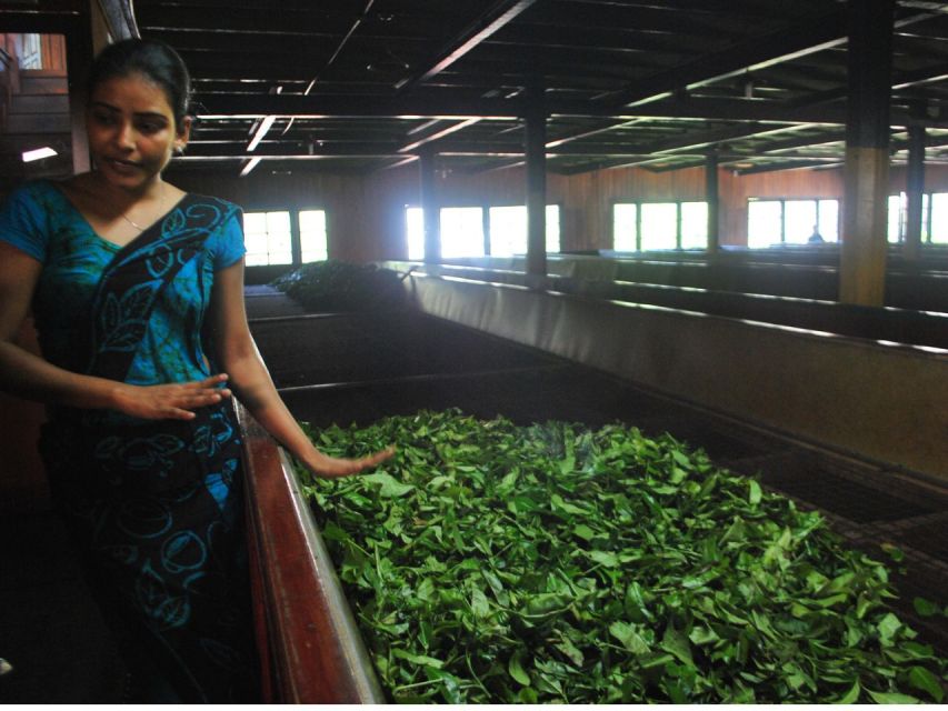 From Nuwara Eliya: Horton Plains Trekking & Tea Factory Tour