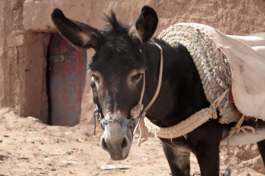 From Ouarzazate: Zagora and Draa Valley Day Tour