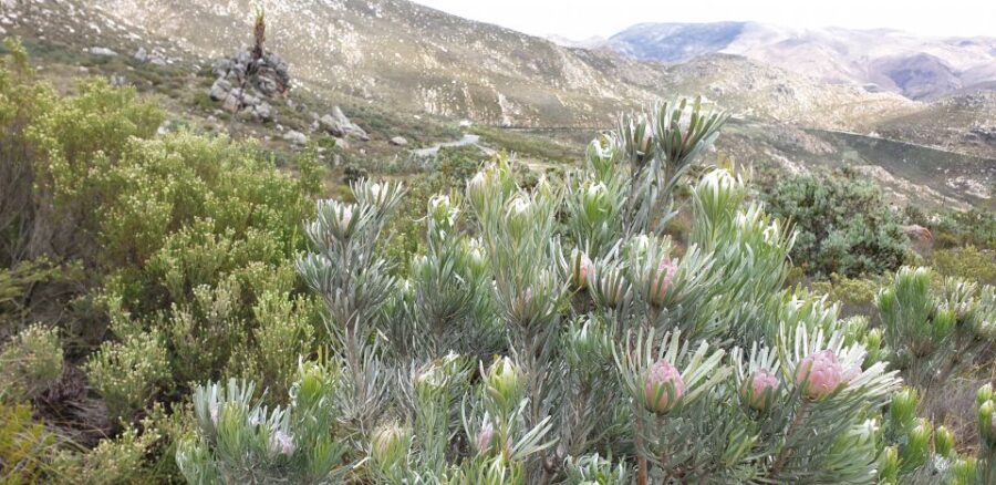 2 Best Full-Day Tours In Oudtshoorn