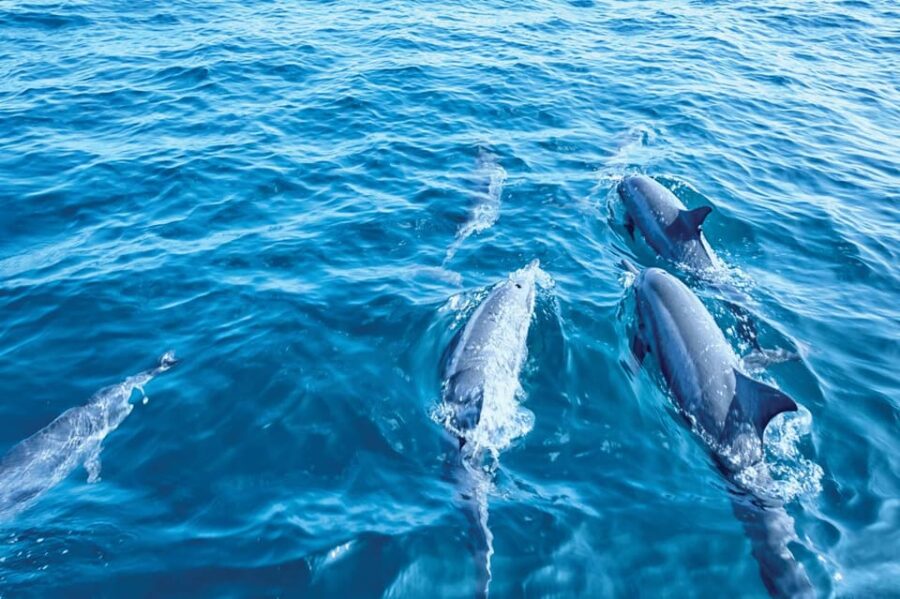 From Palma: Afternoon Dolphin-Watching Boat Tour
