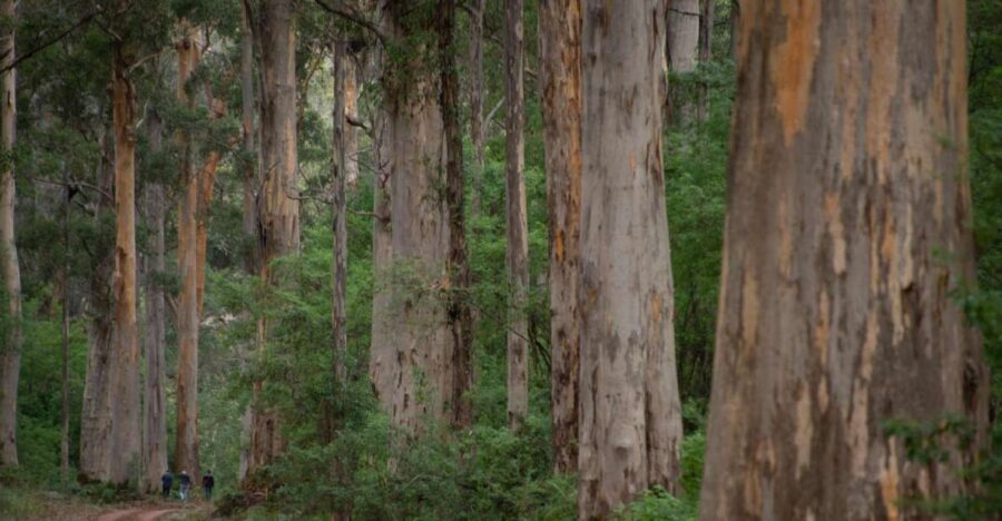 From Pemberton: Half-Day Beach and Forest Eco Adventure