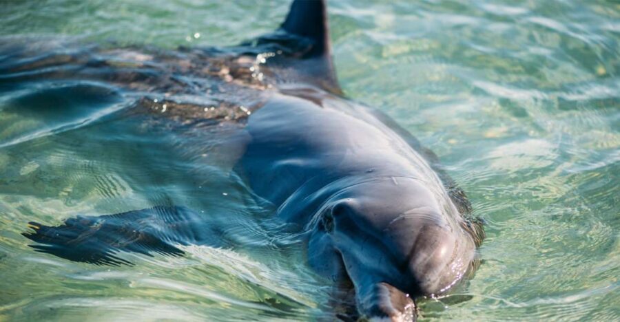 4 Best 4 Day Tours In Perth