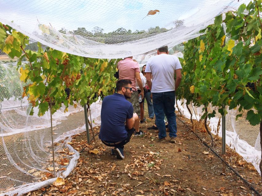 From Perth: Cider, Wine & Whiskey Tour With Lunch & Tastings