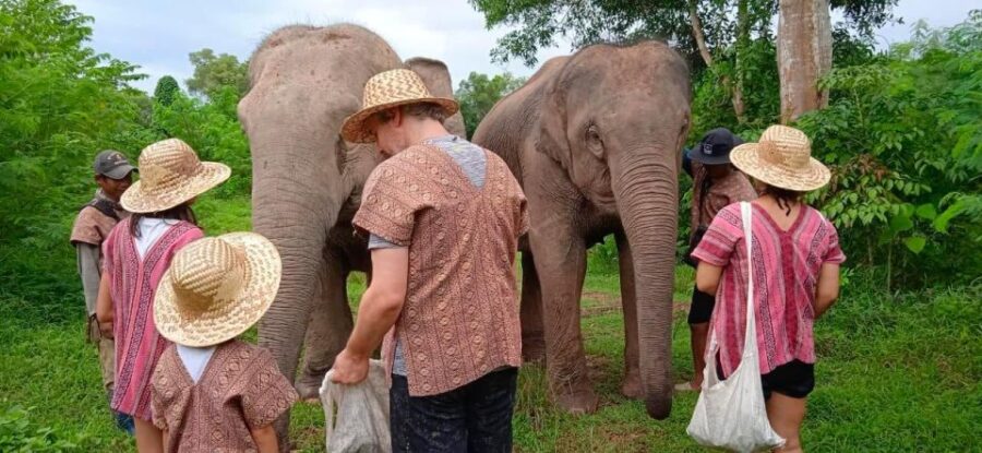 From Phuket: Ethical Elephant Interactive Trek and Tour - Tour Overview and Pricing