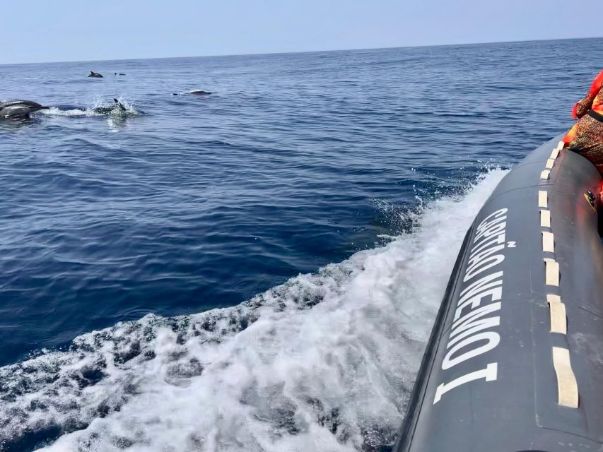 From Portimão:Dolphin Watch & Lagos Coastline With Biologist - Tour Overview and Pricing