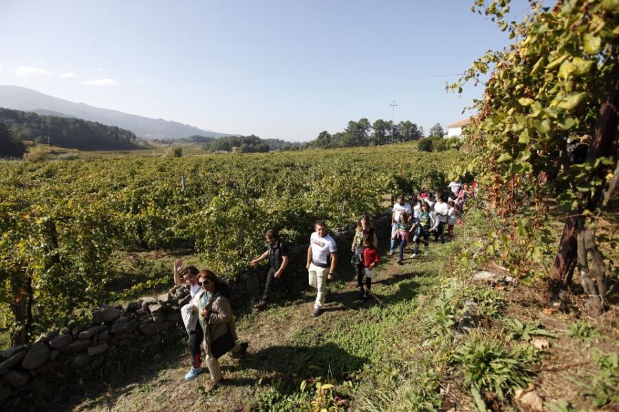 From Porto: Monção Wineries Tour With Wine Tastings - Tour Overview