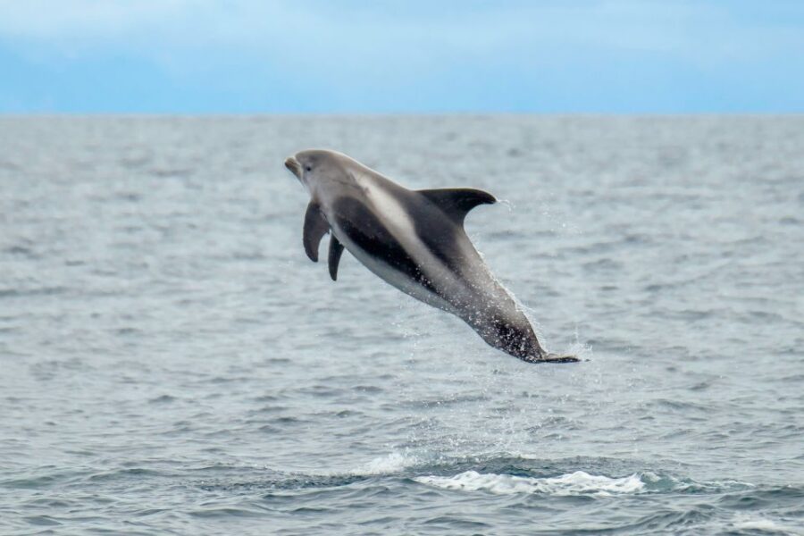From Reykjavik: Whale Watching Tour by Speedboat