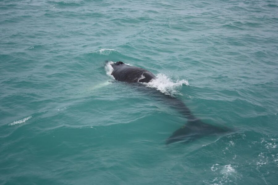 From Reykjavik: Whale Watching Tour