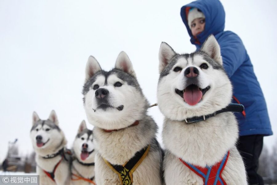 From Rovaniemi: 5km Husky Sleigh Ride