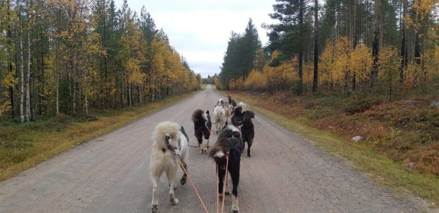 From Rovaniemi: Autumn Husky Safari Adventure