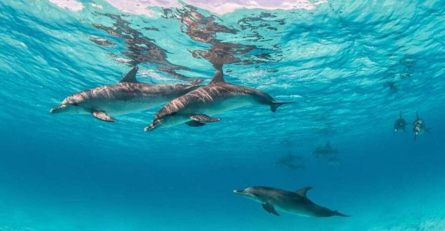 2 Best Dolphin Watching Tours In Port Safaga
