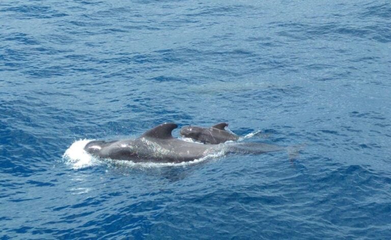 From San Juan Beach : Marine Life Cruise