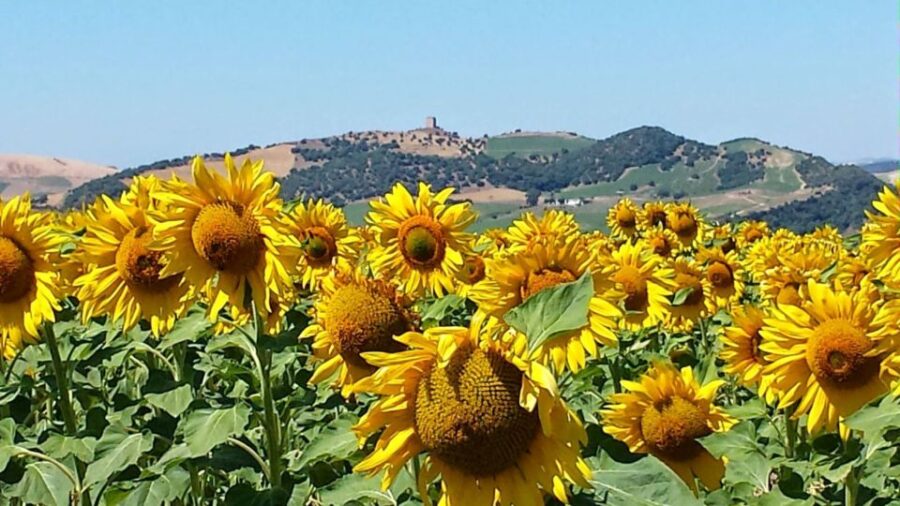 From Seville: White Villages and Ronda Full-Day Trip - Tour Details