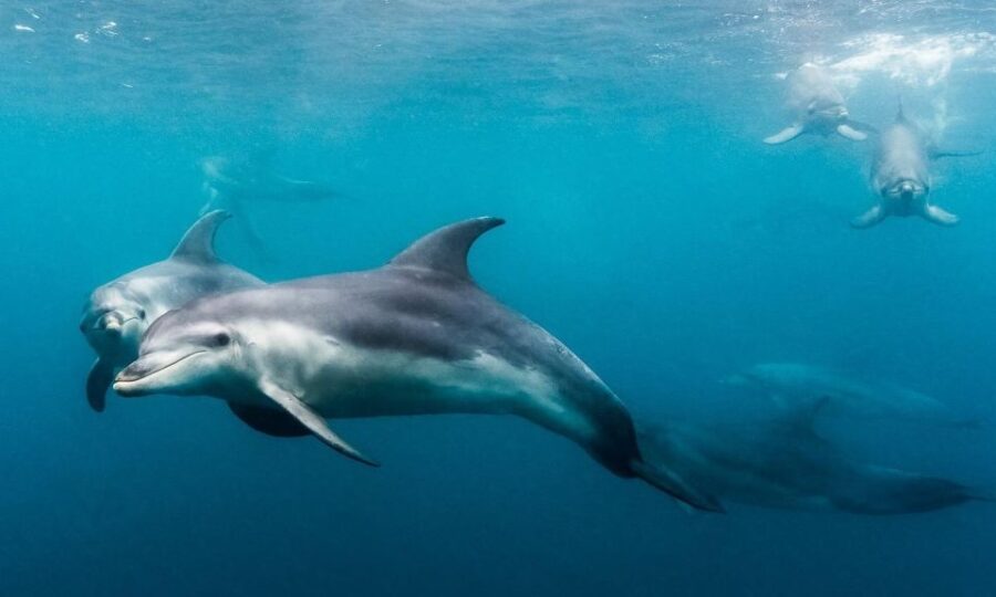 From Sorrento: Half-Day Cruise With Dolphins & Seals Snorkel - Activity Details