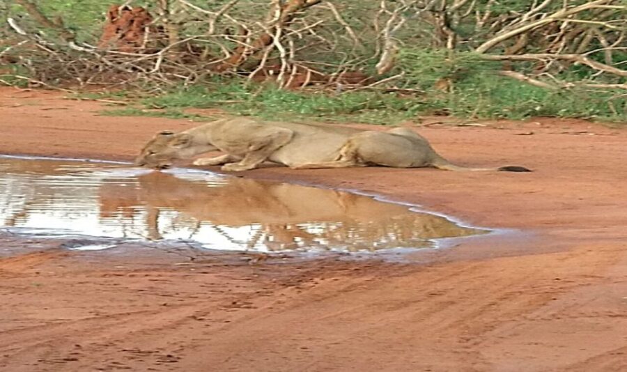 From South Africa: Lion and Safari Park Half-Day Tour