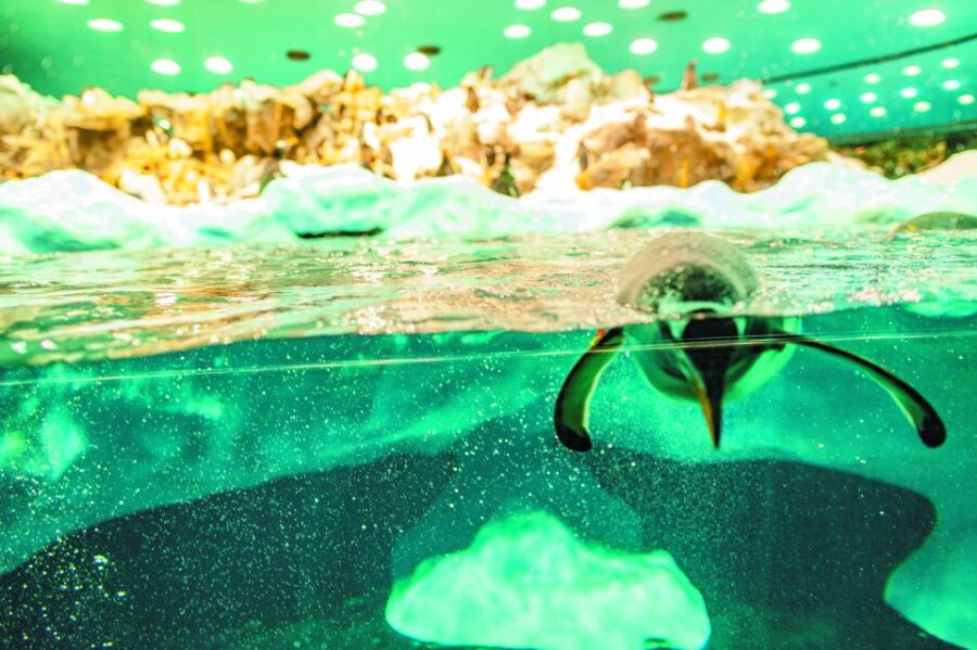 From South Tenerife: Loro Park Zoo Ticket & Hotel Transfers - Overview of Loro Park