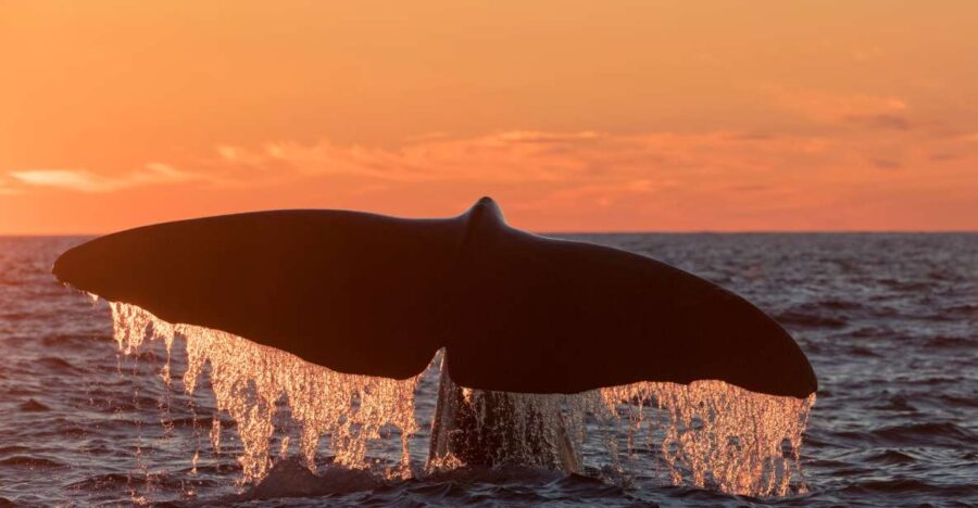 From Svolvær: Whale Watching Day Trip to Andenes - Activity Overview and Pricing