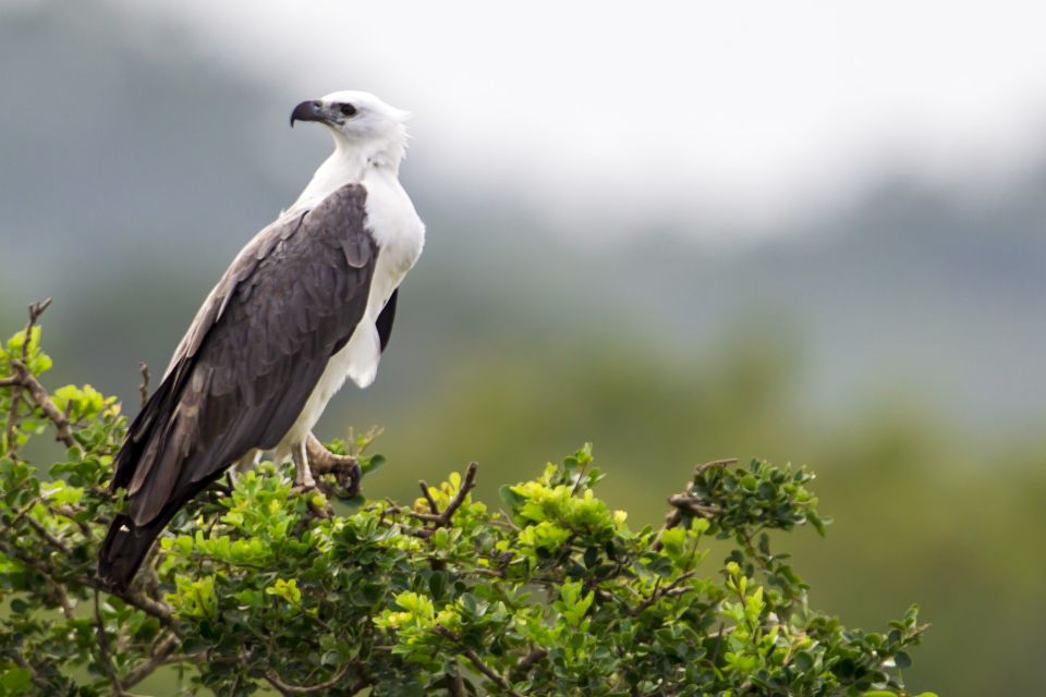 13 Best Safari Tours In Ella Sri Lanka