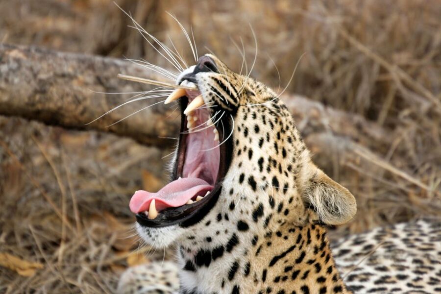 From Tangalle/Hiriketiya: Shuttle to Ella With Yala Safari