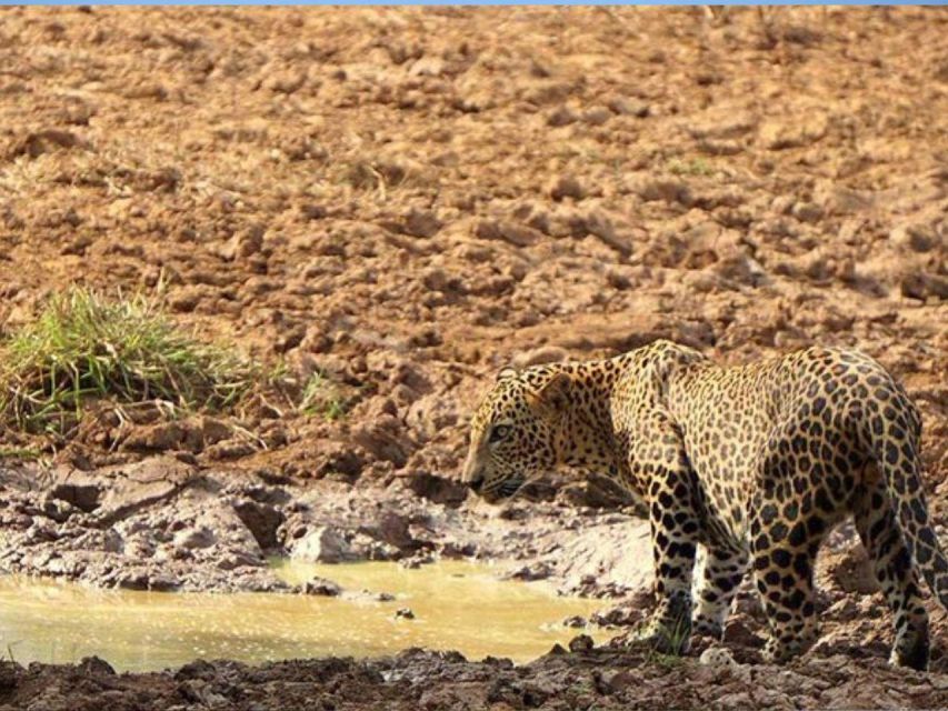 From Tissamaharama: Safari at Lunugamvehera National Park