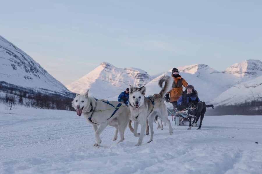 From Tromsø: Advanced Dog Sledding Tour at Camp Tamok
