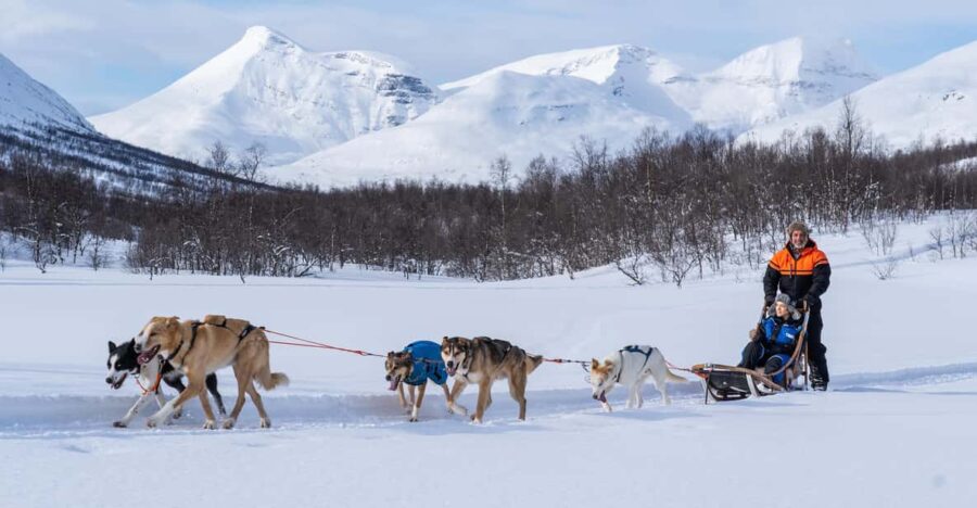 From Tromsø: Dog Sledding Adventure in Tamokdalen