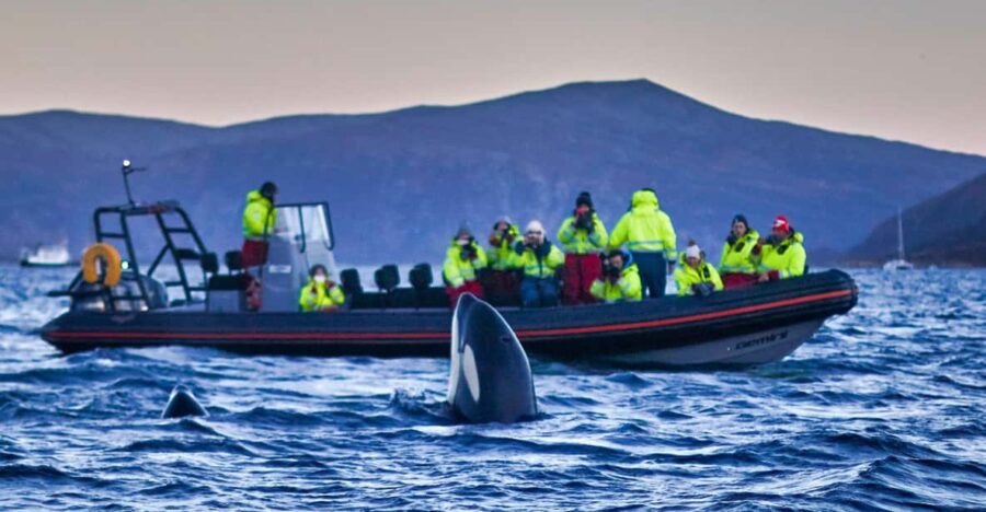 From Tromso: Whale Watching in Magic Skjervoy