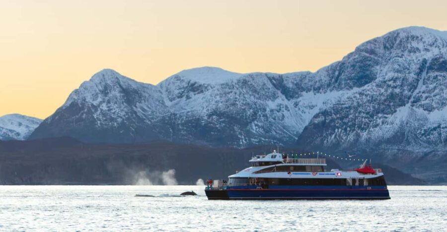 From Tromsø: Whale Watching Safari on High-Speed Catamaran