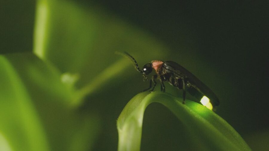 From Ubud: Evening Firefly Tour in Taro Village - Tour Overview and Pricing