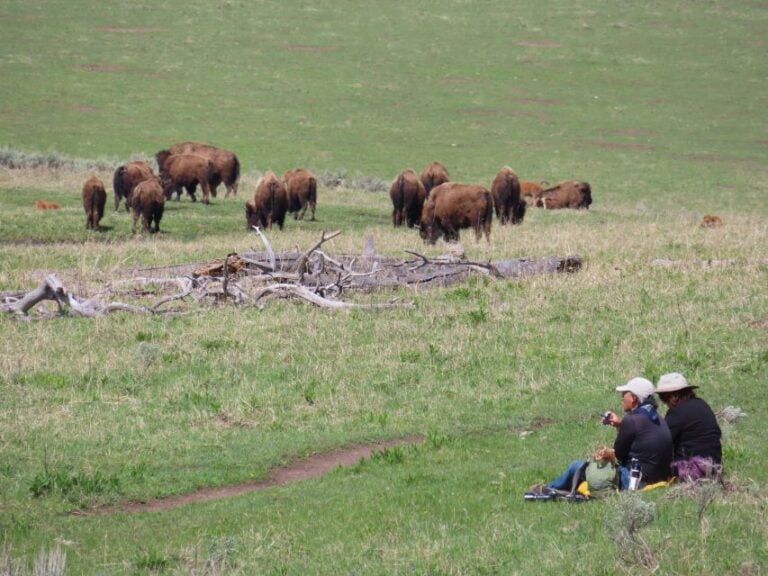 From West Yellowstone: Lamar Valley Wildlife Tour by Van