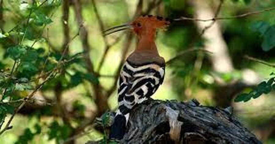 From Yala :- Yala National Park Thrilling Full – Day Safari