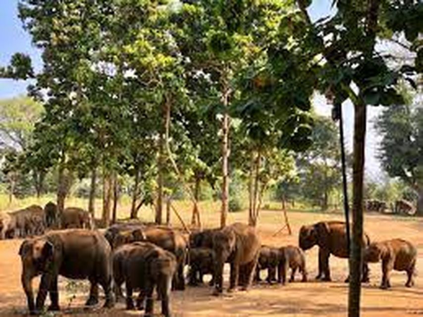 From:Galle/Mirissa Transfer to Ella With Udawalawe Safari