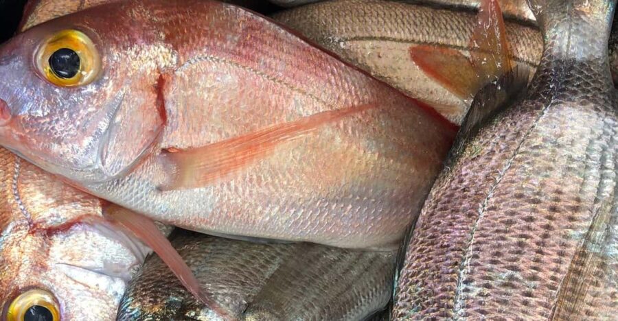 Fuengirola Fishing Trip