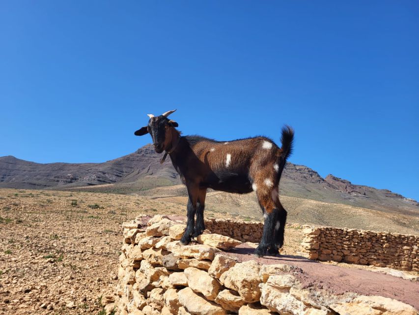 Fuerteventura: Guided Trekking Tour With Island Goats - Highlights of the Experience