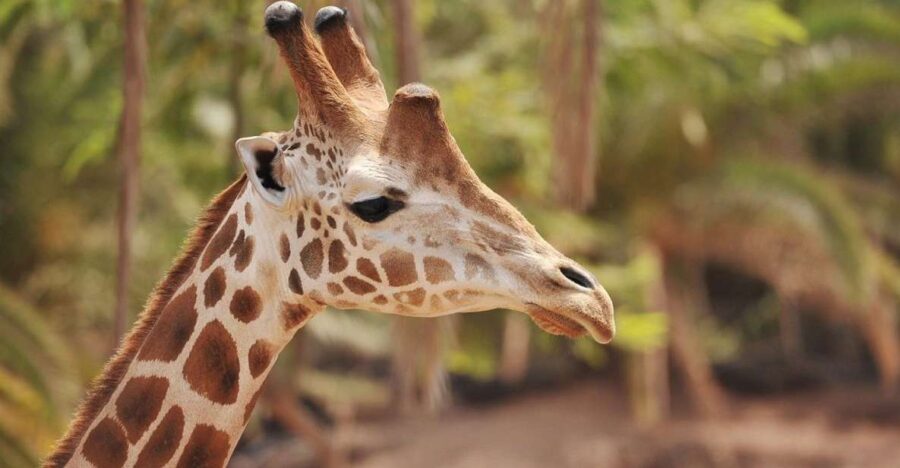 Fuerteventura: Oasis Wildlife Entry Ticket - Park Overview