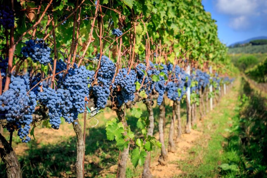 Full Day Bolgheri Tuscan Private Tour From Florence
