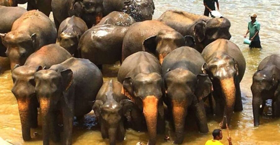 Full Day Excursion to Kandy & Pinnawala From Colombo/Negombo