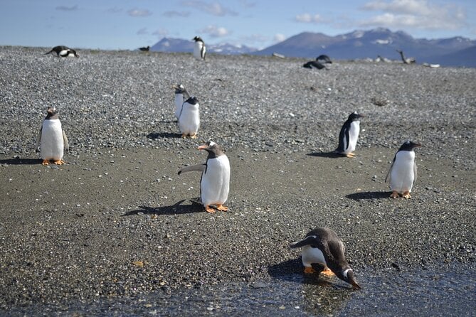 Full-Day Gable Island Eco-Adventure in the Beagle Channel