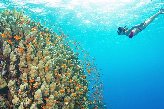 Full Day Group Tour to Mnemba Island for Snorkeling Activities