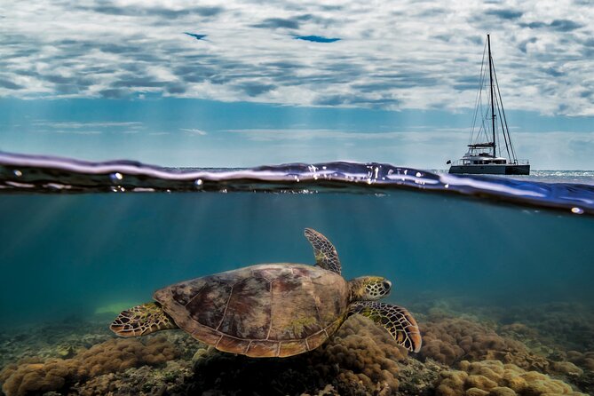 Full Day Low Isles Sailing & Snorkelling Cruise From Port Douglas