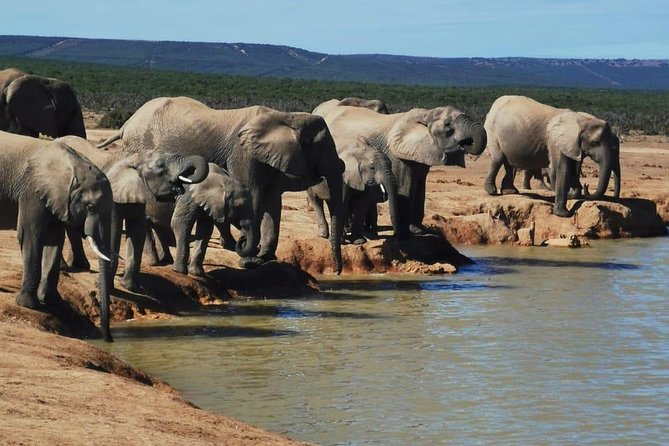 Full Day Private Addo Elephant Safari Min 2 Pax Max 6 Pax