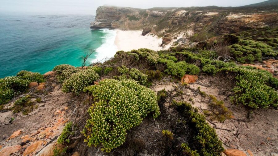 2 Best Full-Day Tours In Simon S Town