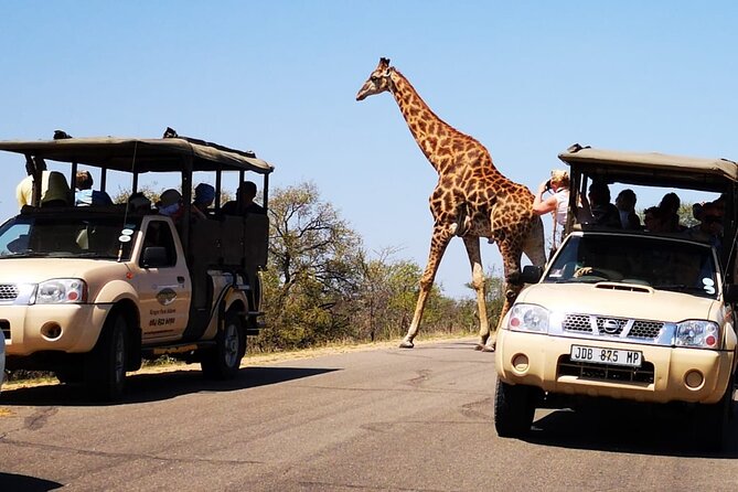 Full Day Safari Shared Tour at Kruger National Park