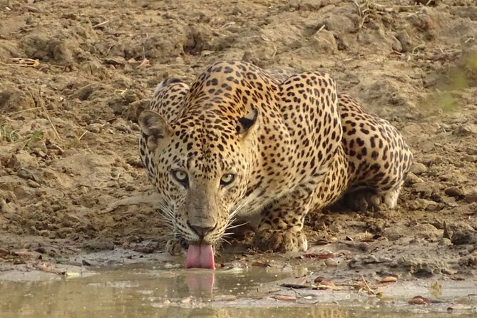 Full Day Safari - Yala National Park - 04.30 Am to 06.00 Pm With - Janaka Safari