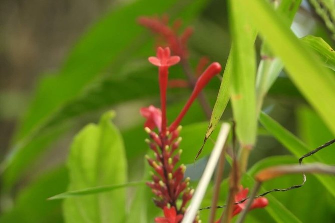 Full-Day Tour: El Yunque, Luquillo Beach, Bio Bay Night Kayaking