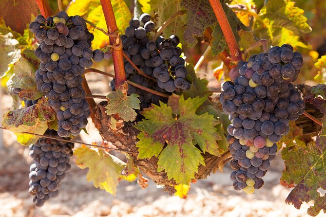 Full-Day Wine Country Wine Tastings From Atlanta