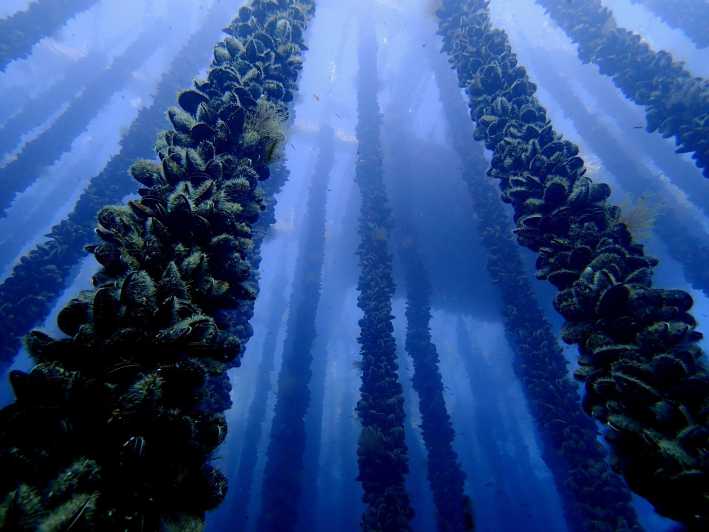 Full Scientific Tourism in the Cíes Islands