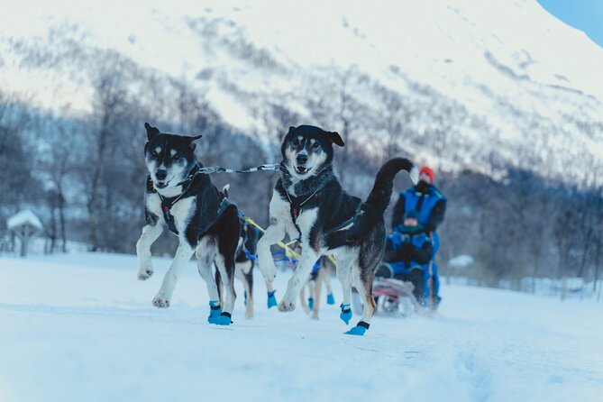 Fun & Easy Dog Sledding Adventure – Early Bird