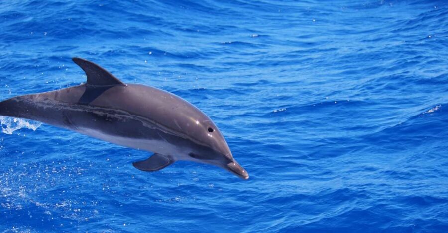 Funchal: Luxury Catamaran Private Charter - Charter Details